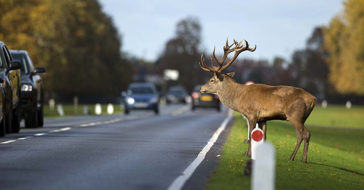 How Many Car Accidents Are Caused by Deer?