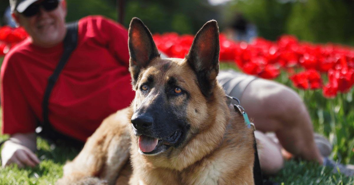 Best Pet Insurance in Virginia (Upd. 2024)