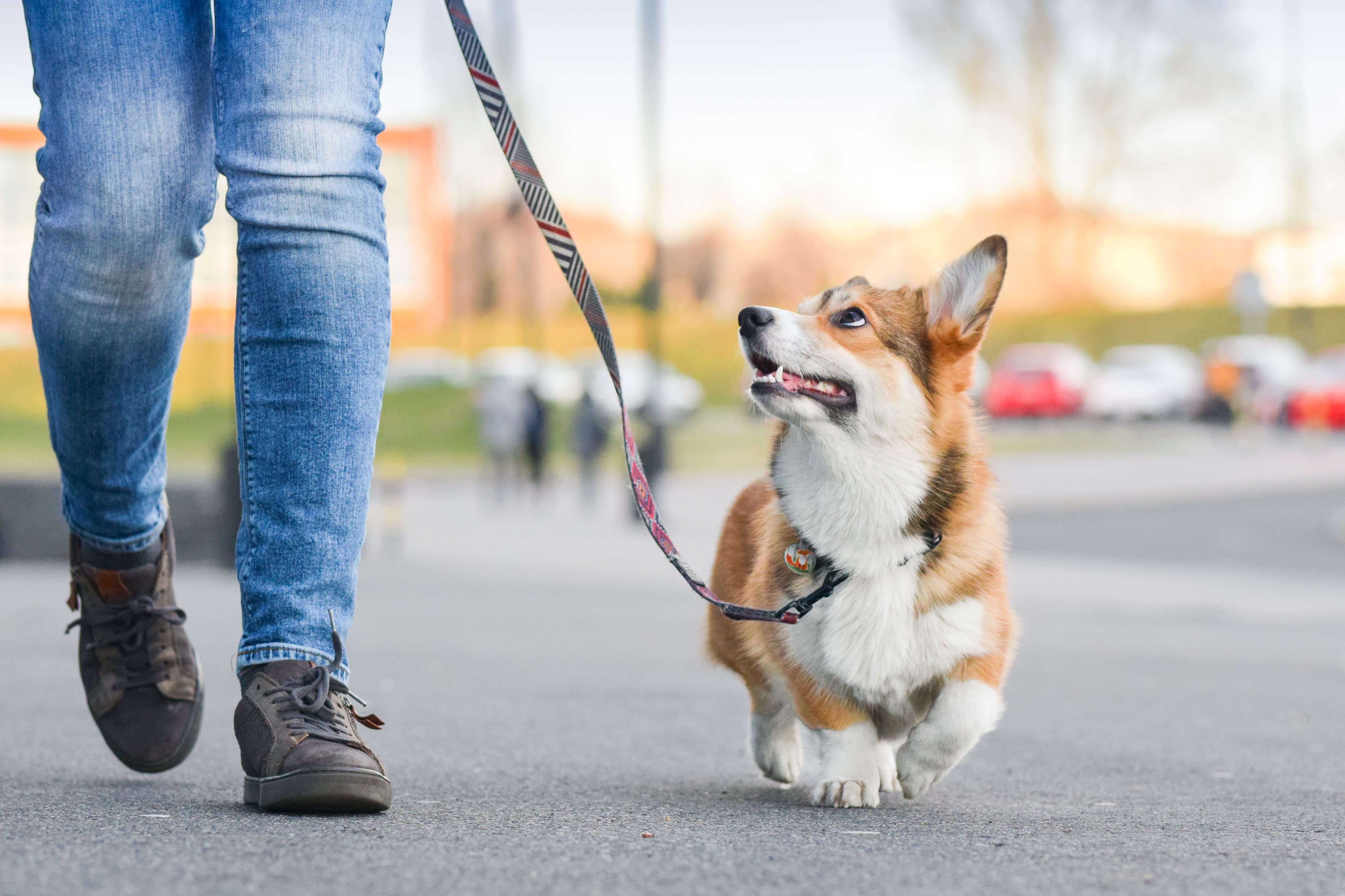 Does Homeowners Insurance Cover Dog Bites 