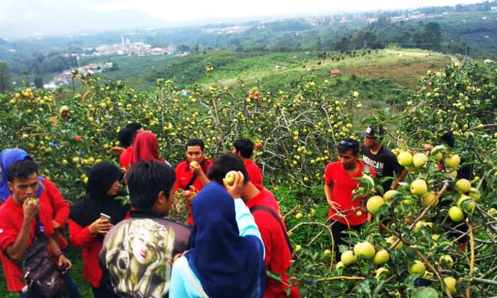 Kebun Apel Malang