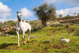אכתילאת מוחמד
