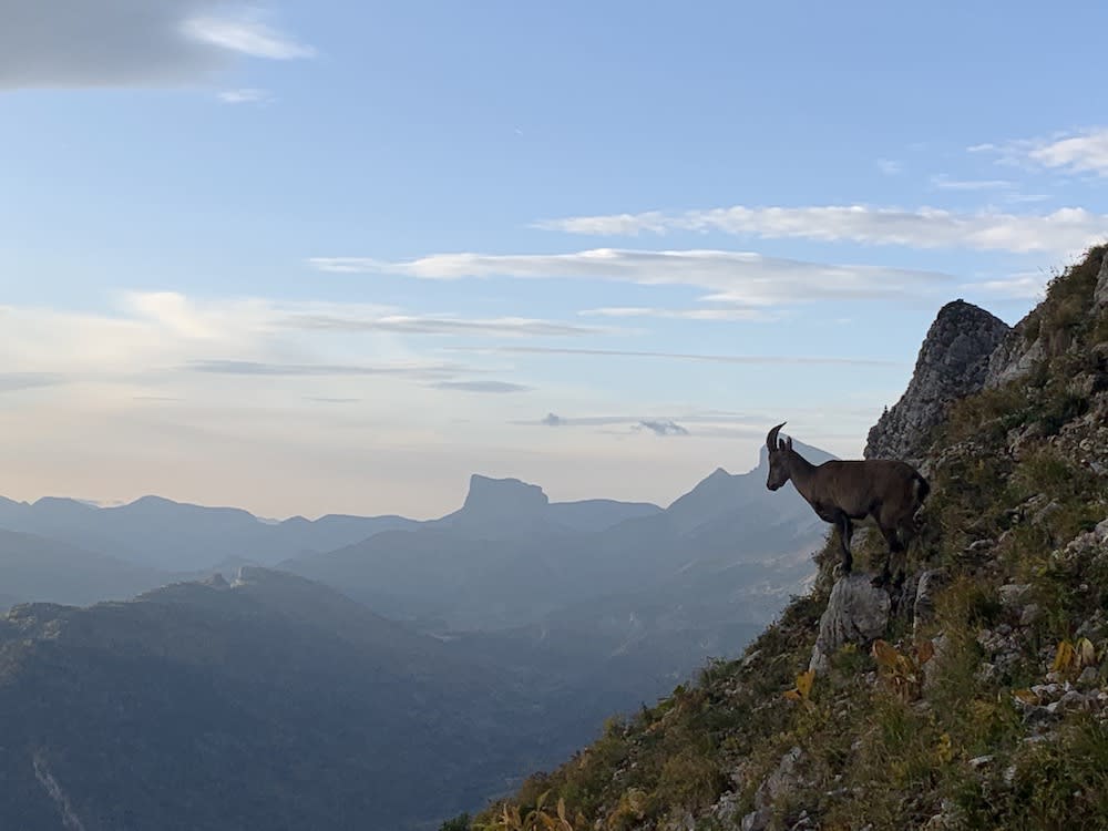 Entre le Pas de la Balme et La Grande Moucherolle, le secteur est dense en chamois et bouquetins.