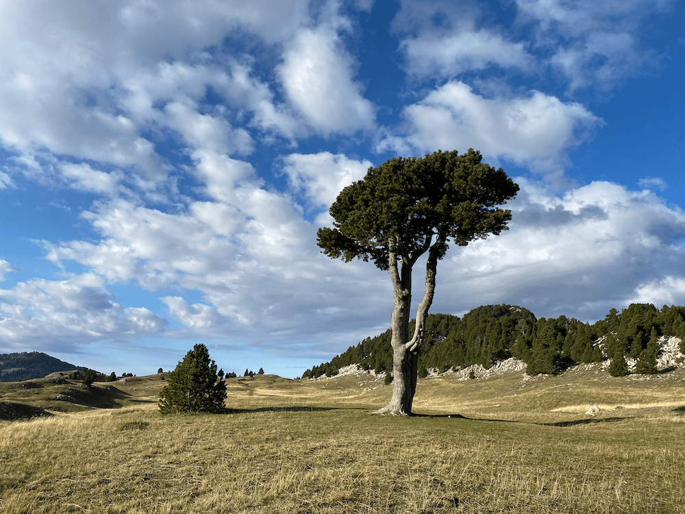 Le très esthétique arbre taillé au milieu de la plaine de la Queyrie