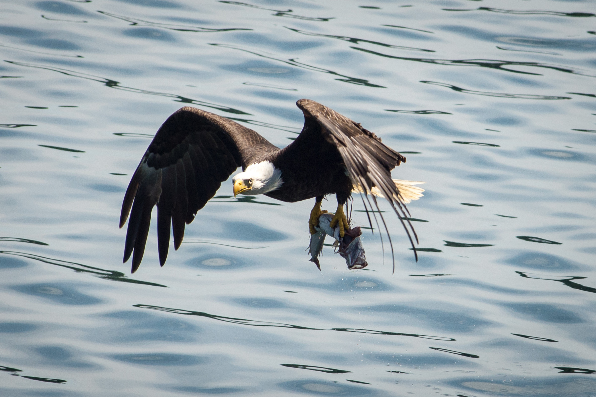 Bald eagle with fish