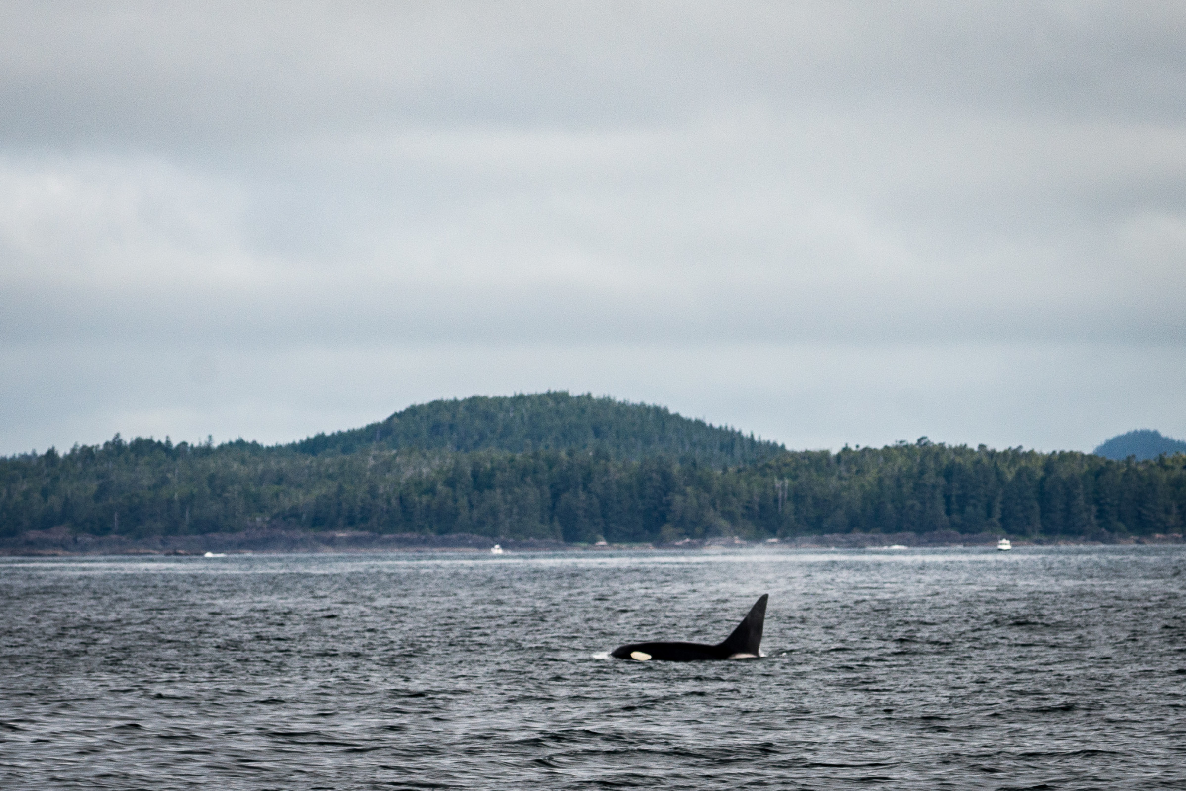 Orca, Ucluelet