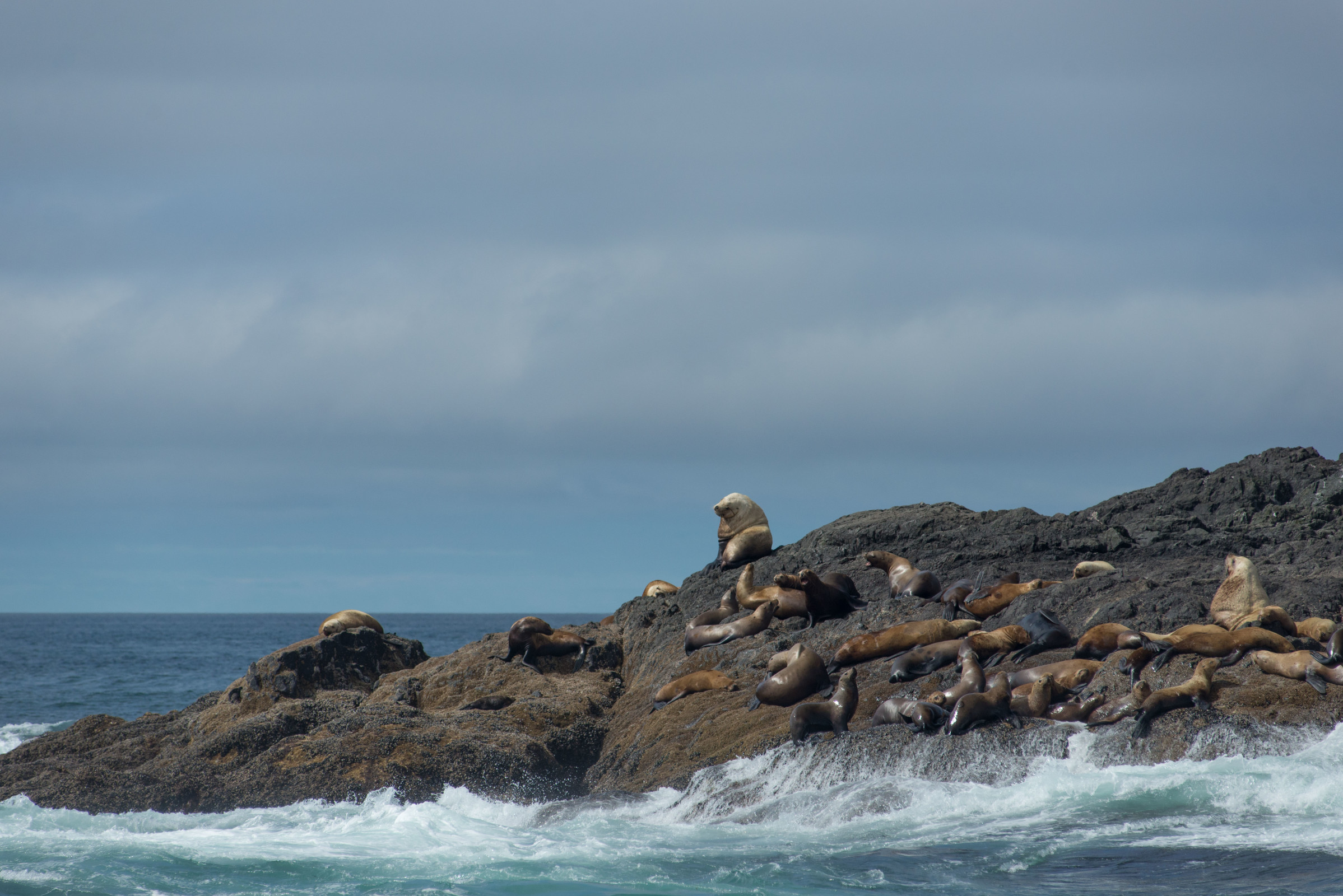 Sealions, Ucluelet