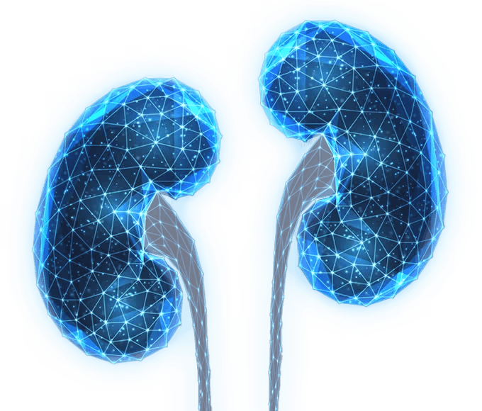 representation of a kidney