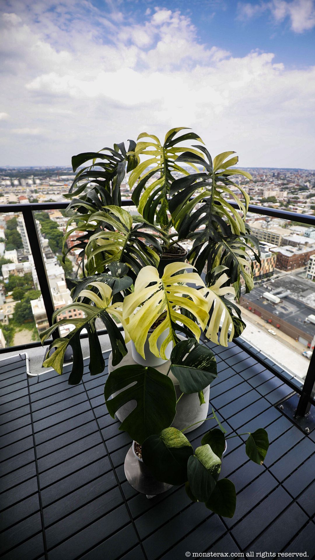 philodendron fibraecataphyllum Philodendron fibraecataphyllum – GrowJungle