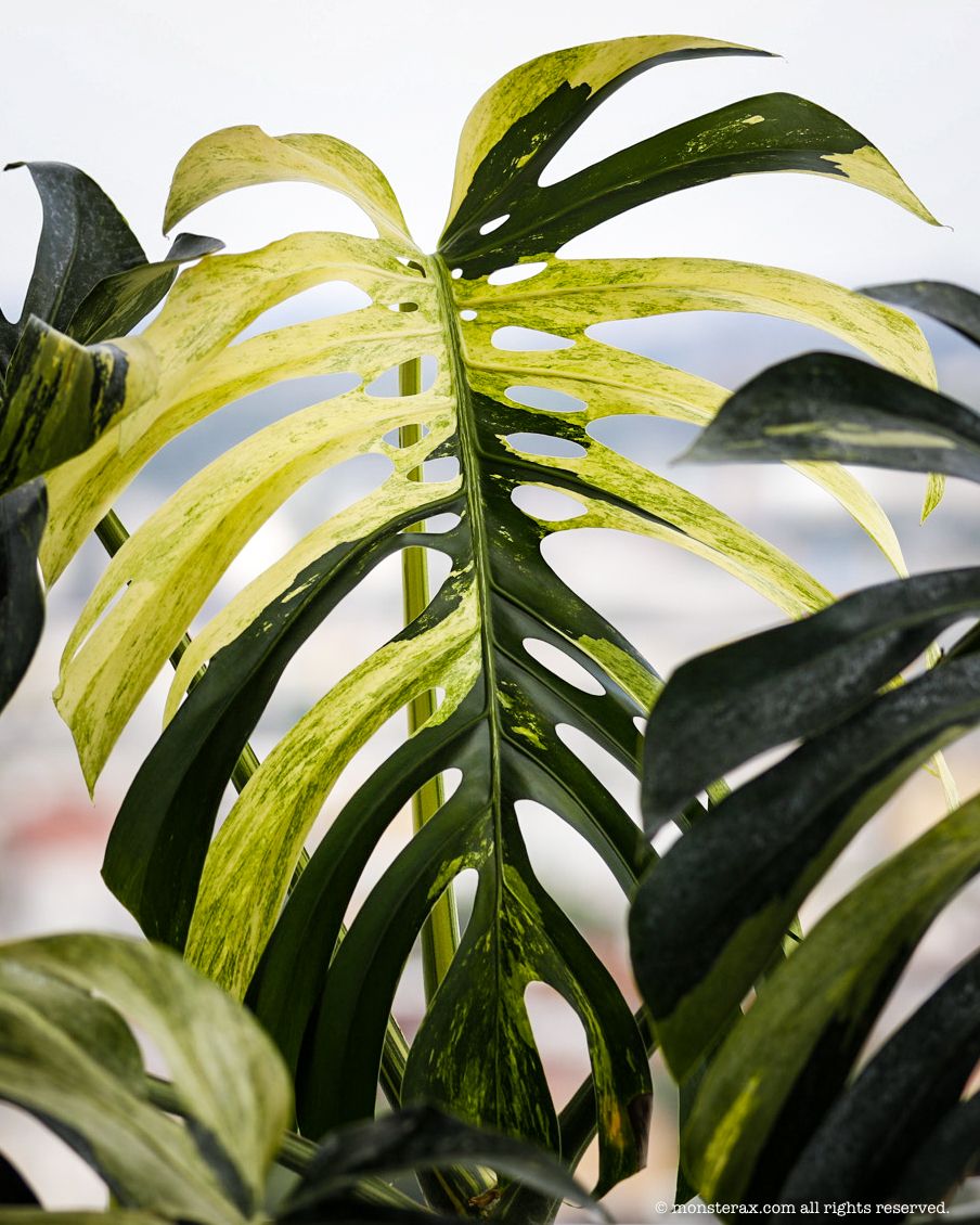 What is a Mint Monstera | MonsteraX