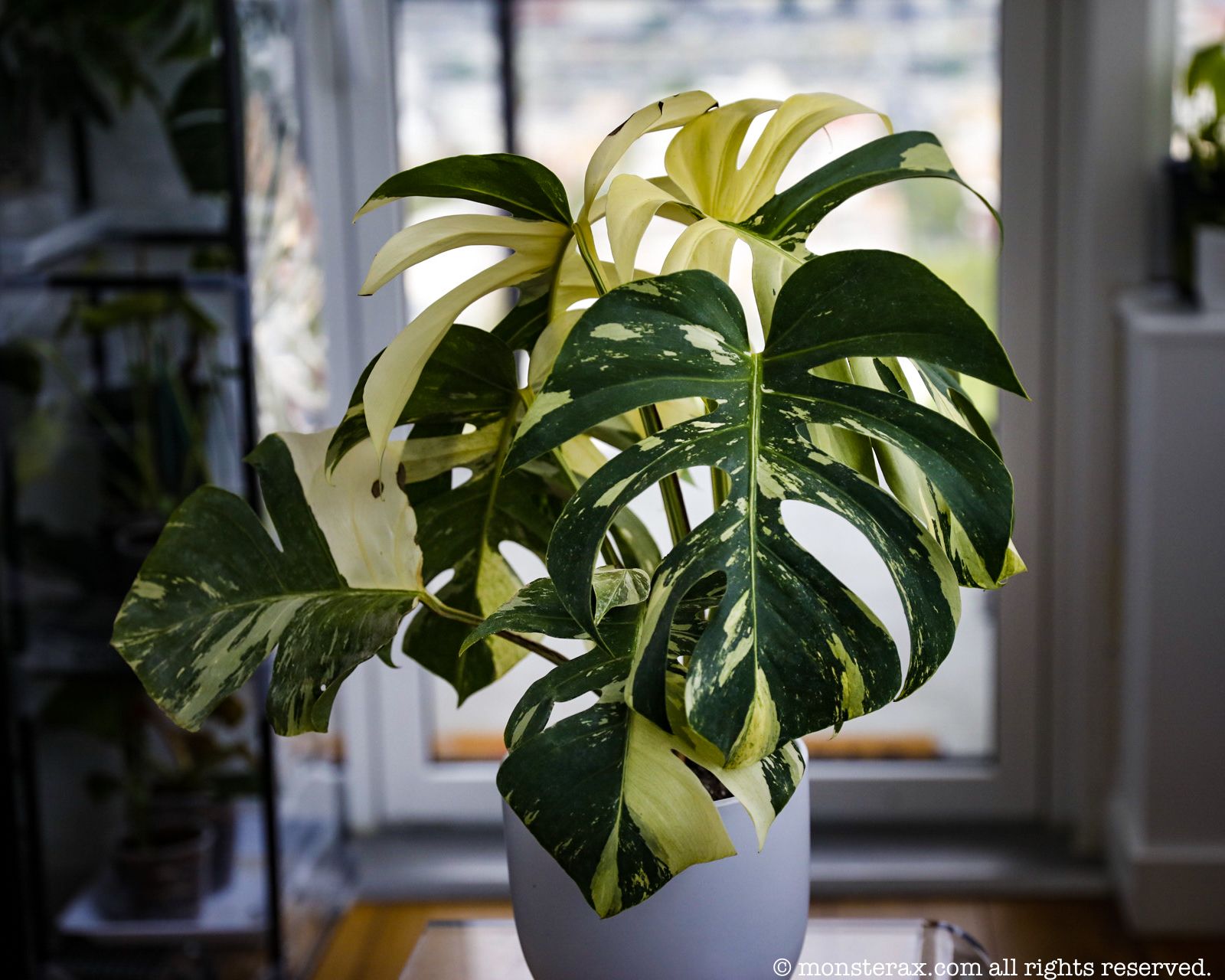 Top 10 Reasons to get a Mint Monstera | MonsteraX