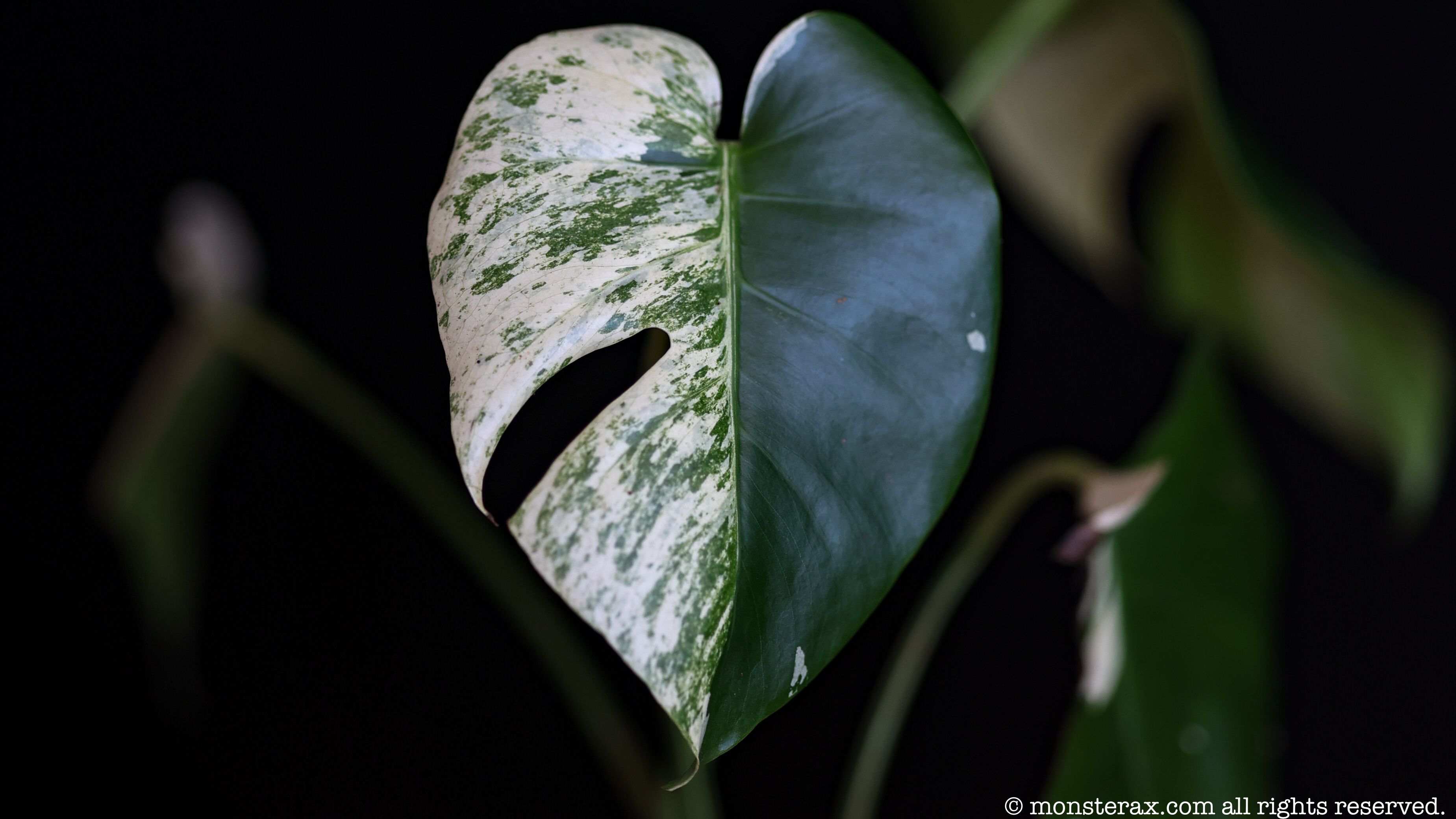 Gallery: Monstera deliciosa large form mint type | MonsteraX