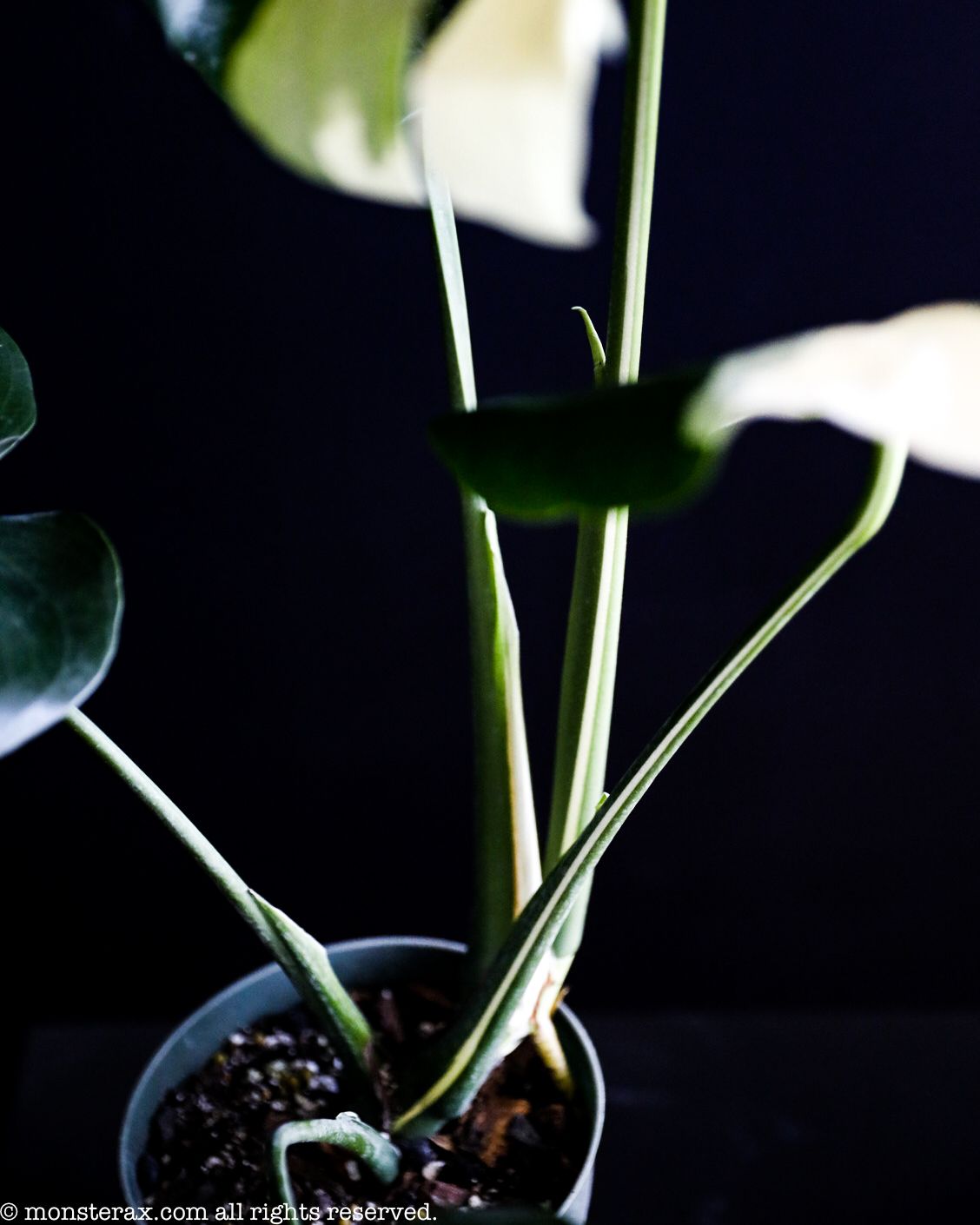 Monstera albo is the Gateway to Variegated Plants | MonsteraX