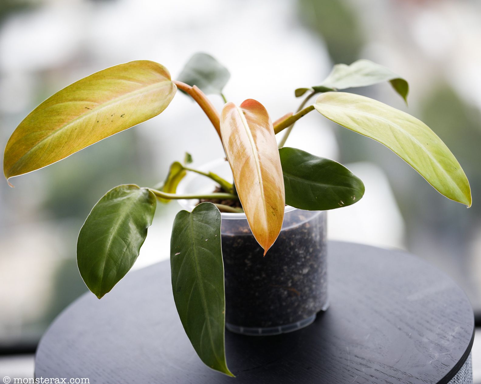 7 Truths About the Philodendron Whipple Way | MonsteraX 7 Truths About the Philodendron Whipple Way | MonsteraX