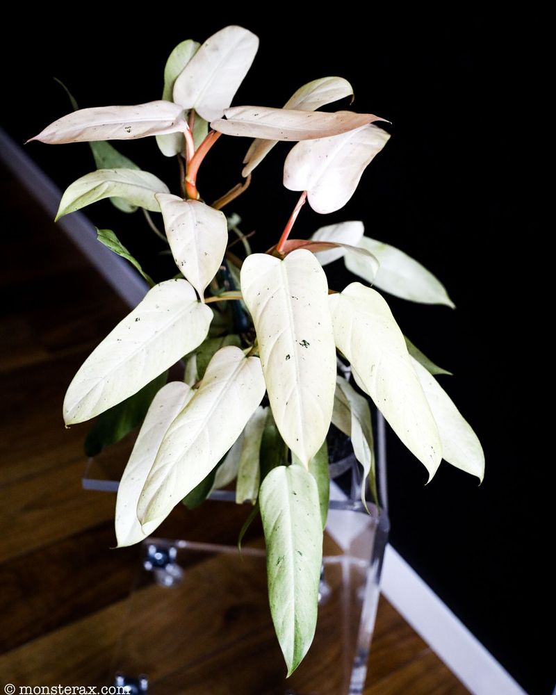 Why Is My Monstera Drooping? Discover the Reasons and Solutions | MonsteraX