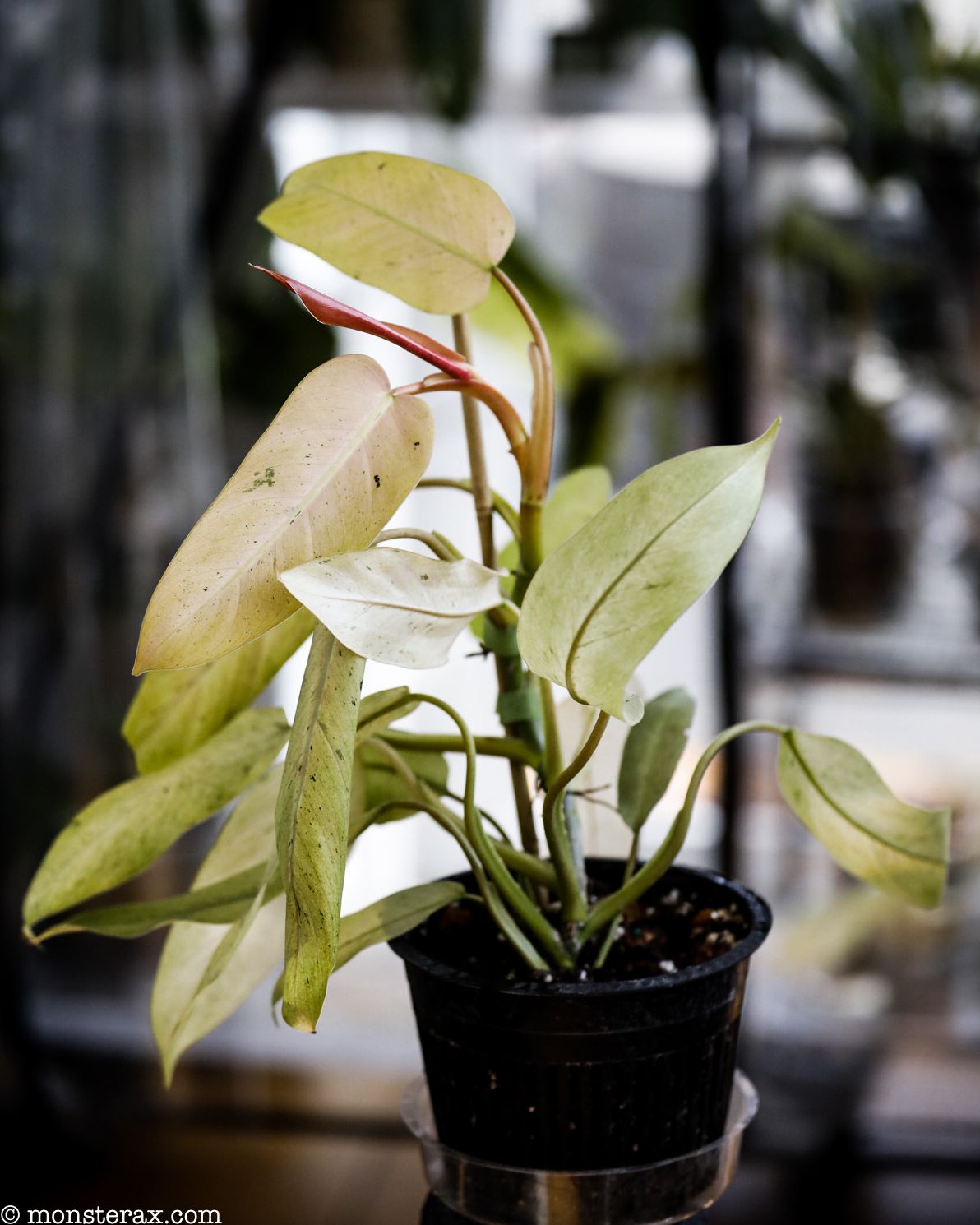 7 Truths About the Philodendron Whipple Way | MonsteraX