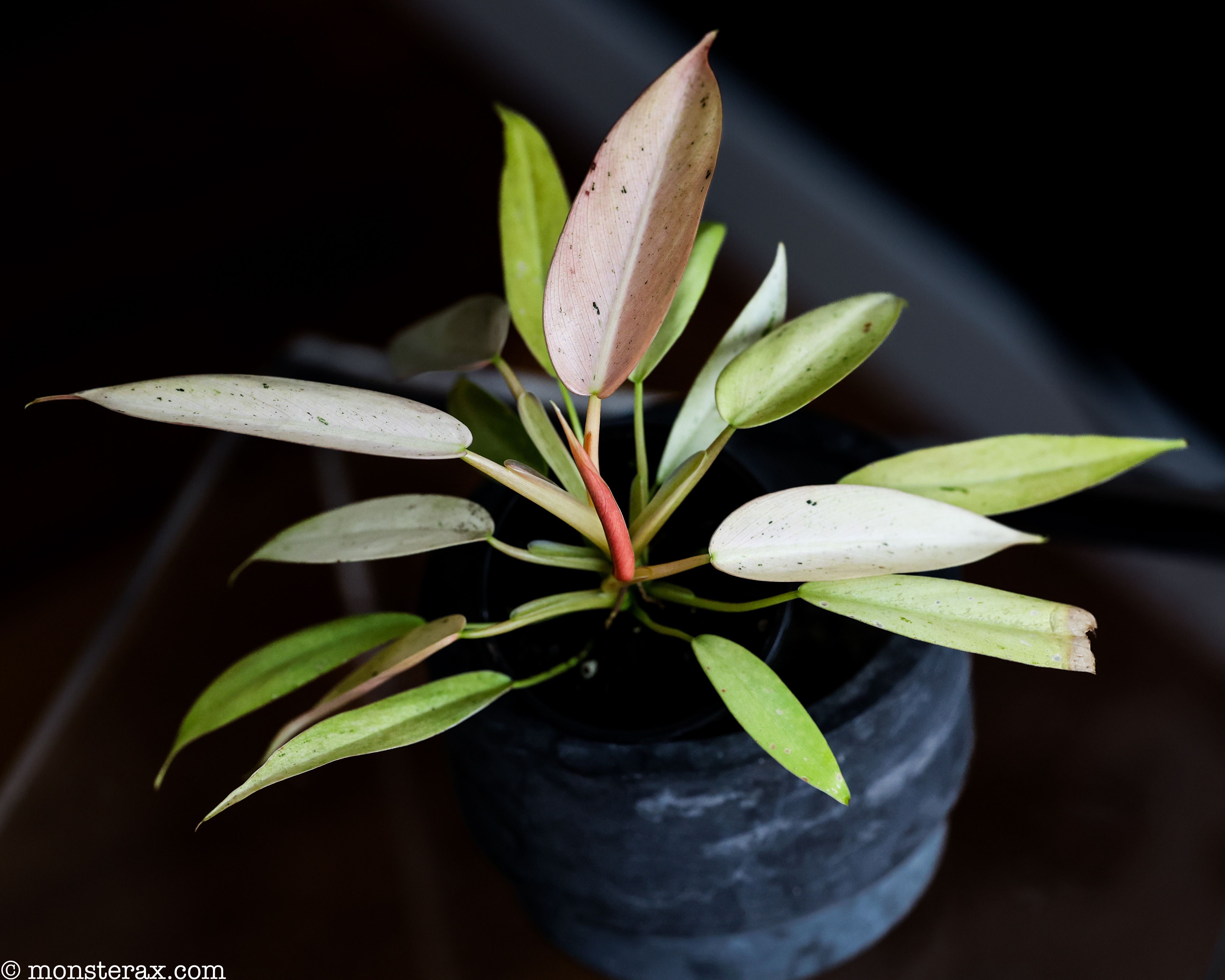 7 Truths About the Philodendron Whipple Way | MonsteraX 7 Truths About the Philodendron Whipple Way | MonsteraX