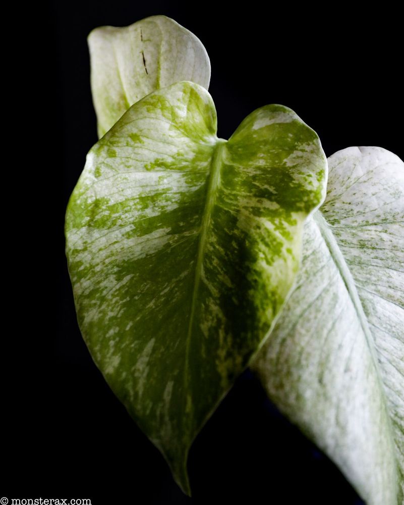 Monstera Brown Spots: Causes and Solutions | MonsteraX