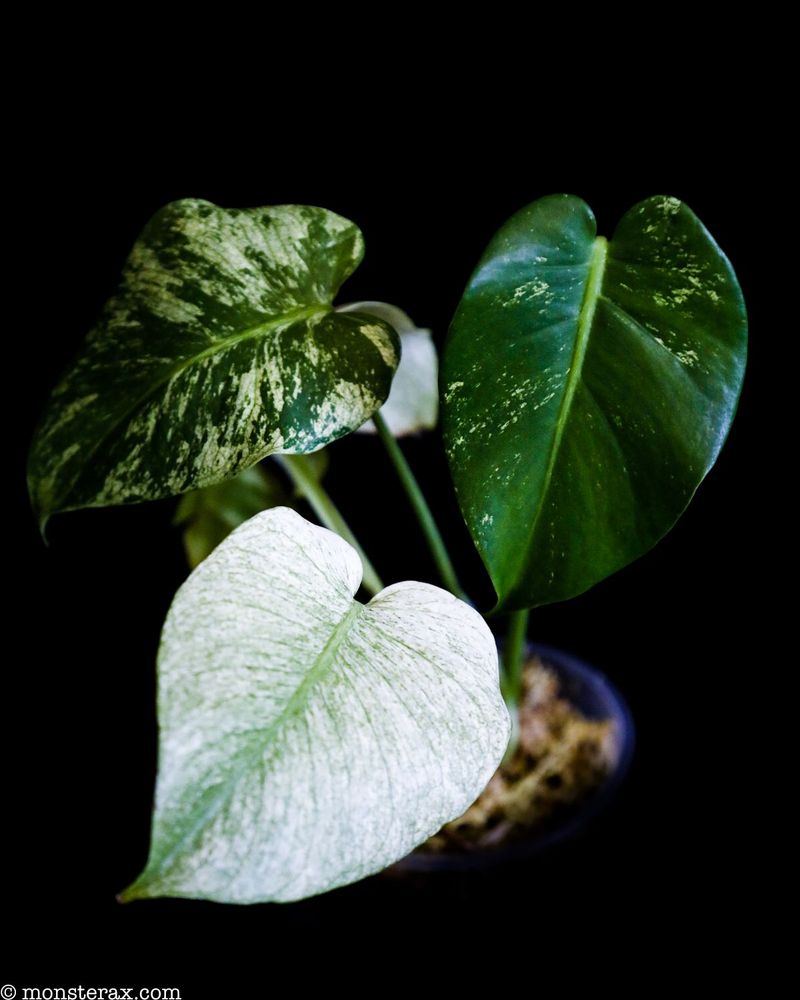 Monstera Brown Spots: Causes and Solutions | MonsteraX