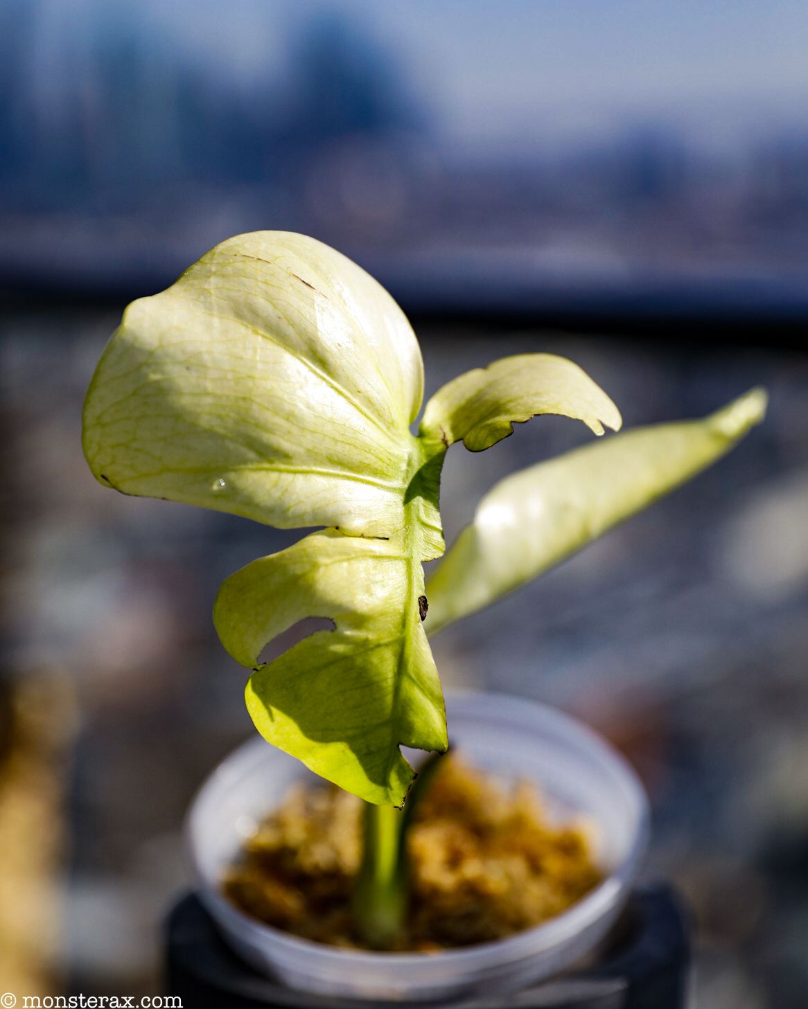 Gallery: Monstera deliciosa large form mint type | MonsteraX Gallery: Monstera deliciosa large form mint type | MonsteraX