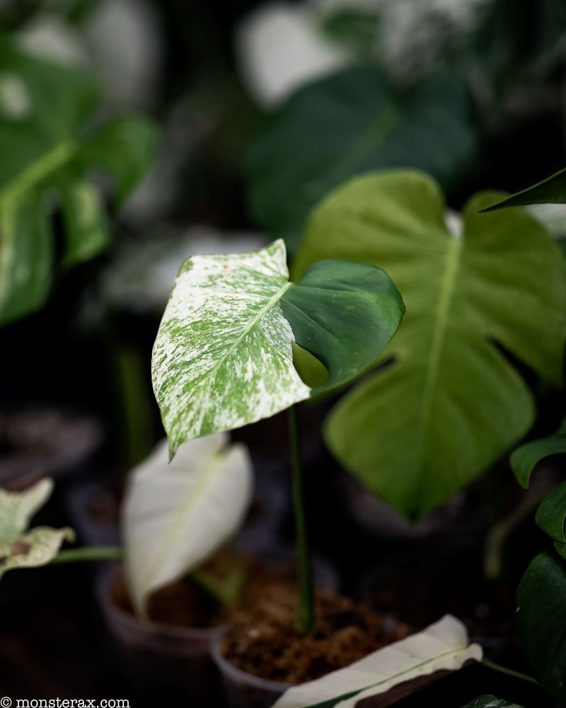 dragon tail philodendron Philodendron Dragon Tail Trellis