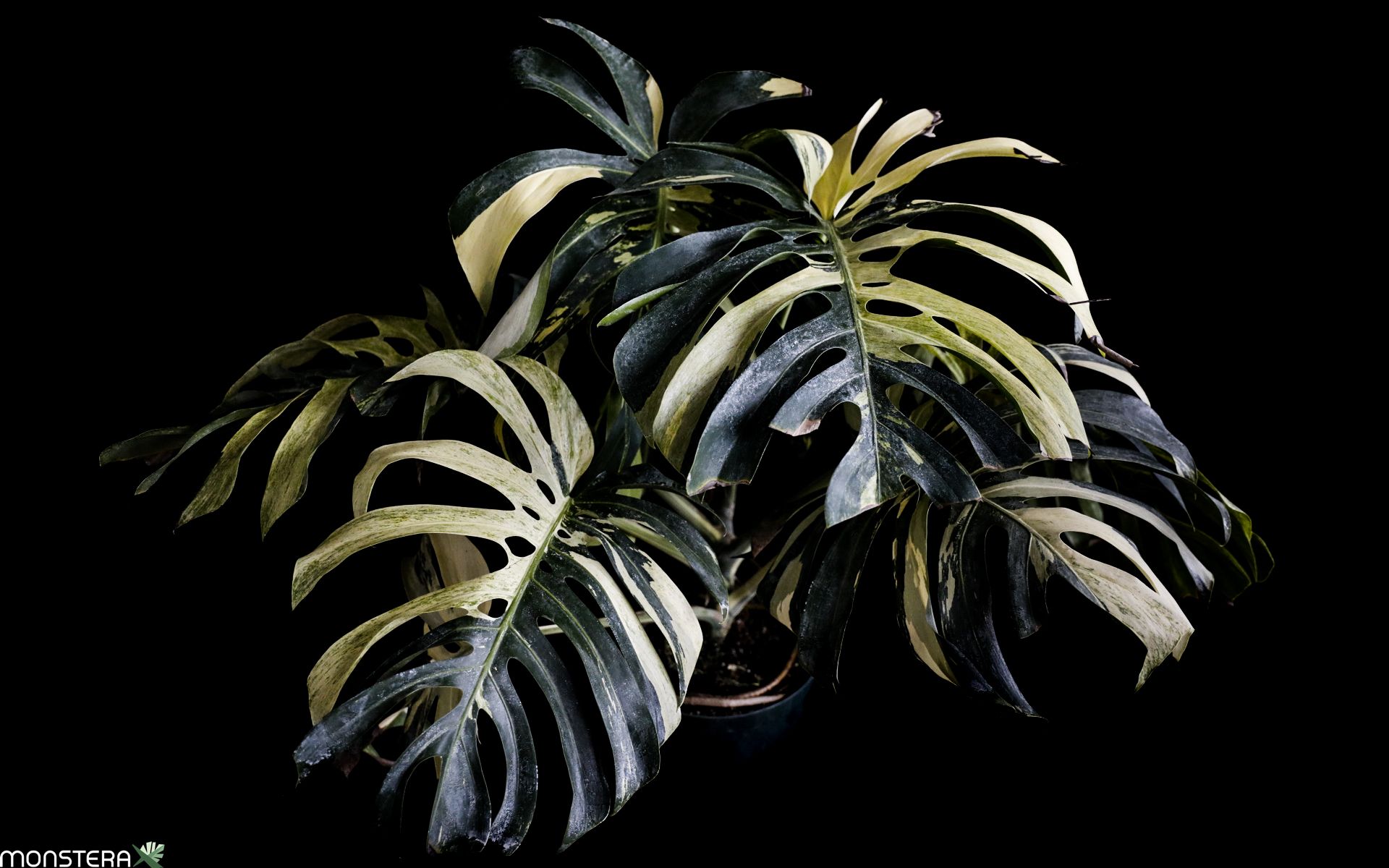 Monstera Full Mint deliciosa borsigiana Variegata