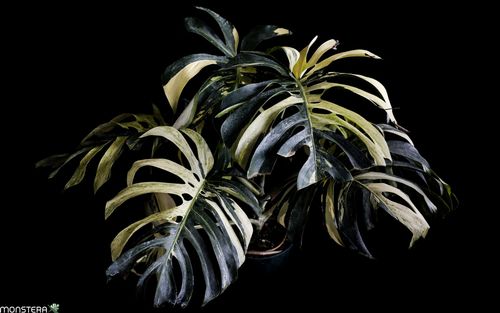 What is a Mint Monstera | MonsteraX