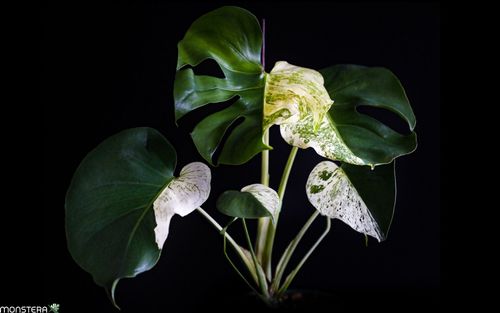 Guide to Differentiating Monstera Large Form vs Small Form | MonsteraX
