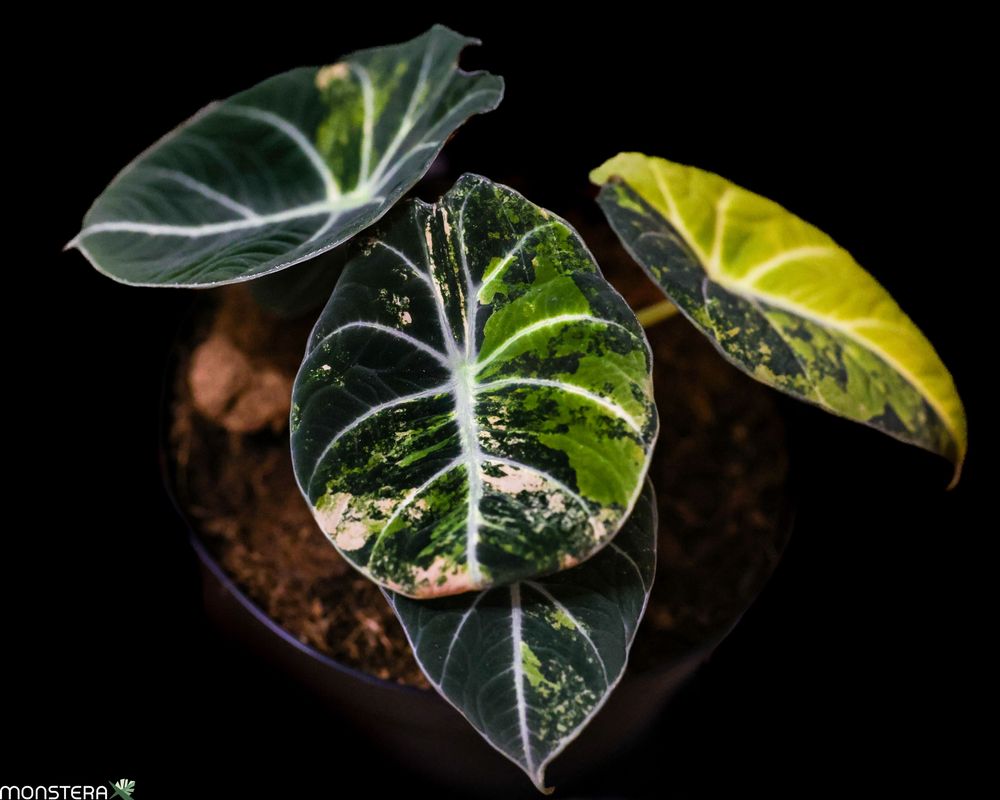 What is a Alocasia Black Velvet Variegata | MonsteraX