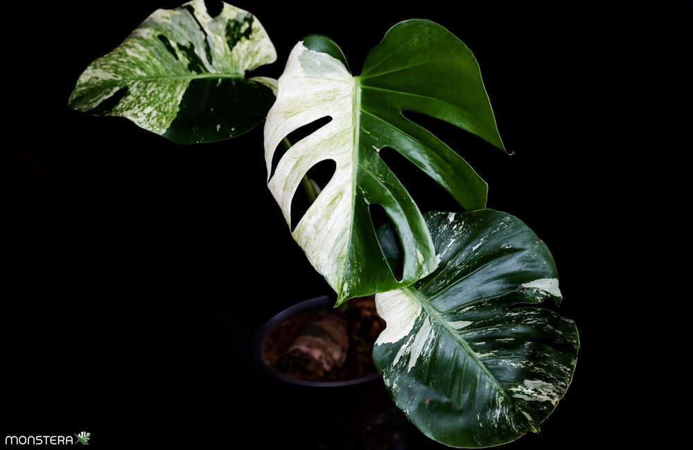 neon pothos light requirements Neon Pothos