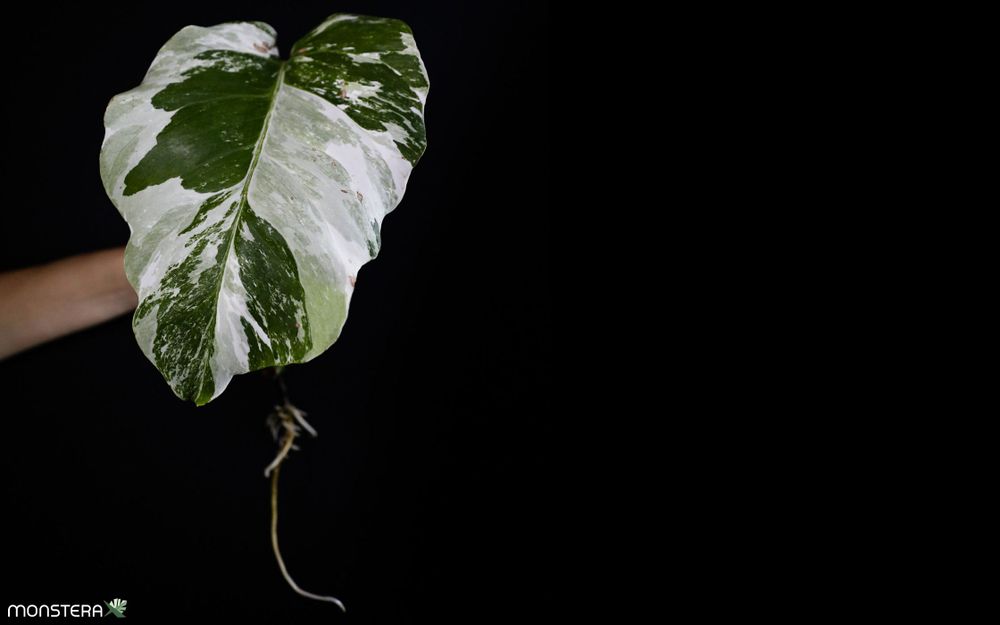 philodendron majestic kaufen Philodendron Majestic XL