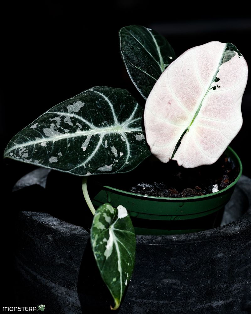 What is a Alocasia Black Velvet Variegata | MonsteraX