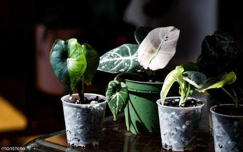 MonsteraX Marketplace | Alocasia alocasia yucatan princess MonsteraX Marketplace | Alocasia alocasia yucatan princess