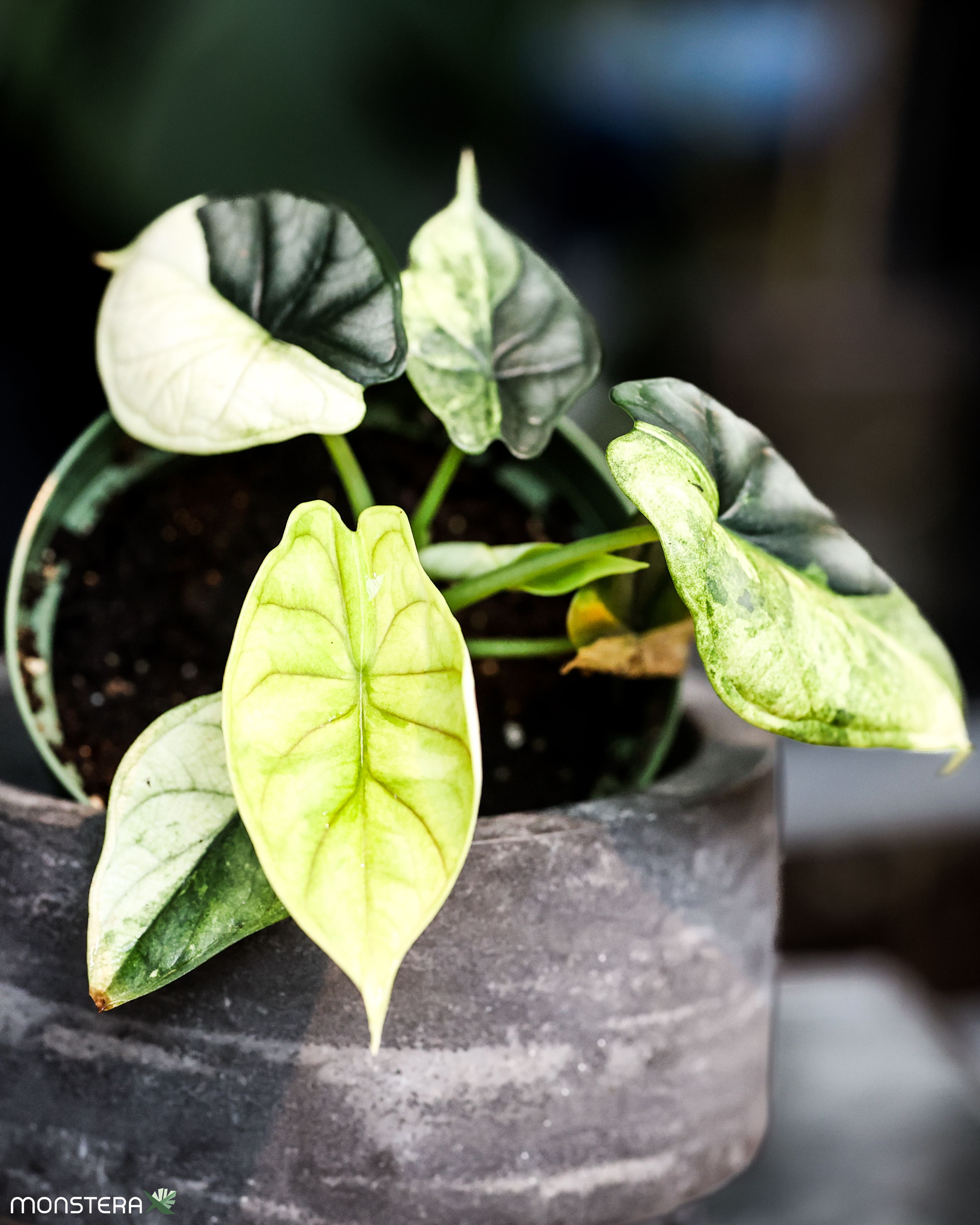 Variegated Alocasias Are Hot! Here's Our Top 10 List | MonsteraX