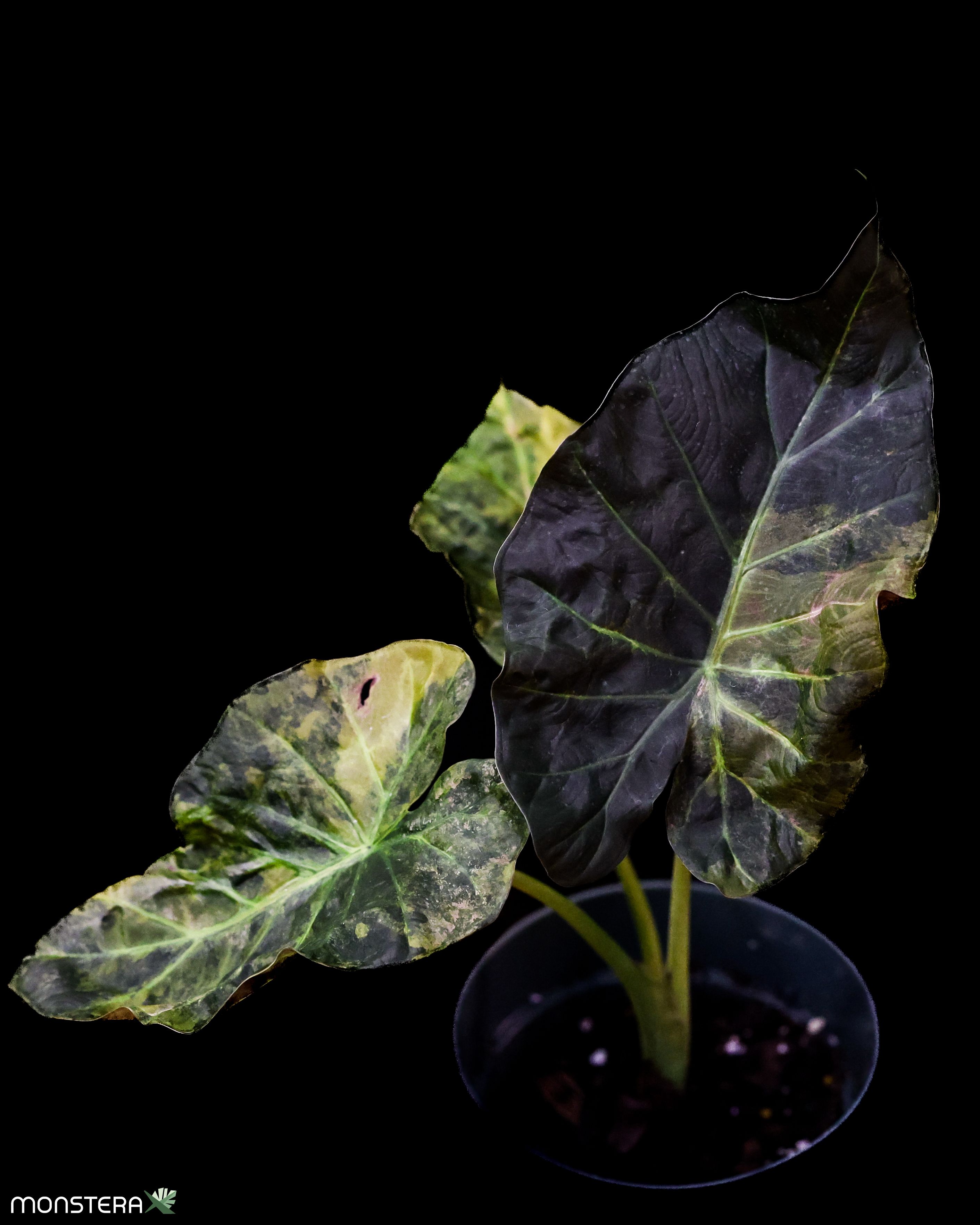 thaumatophyllum bipinnatifidum variegata Thaumatophyllum bipinnatifidum, 