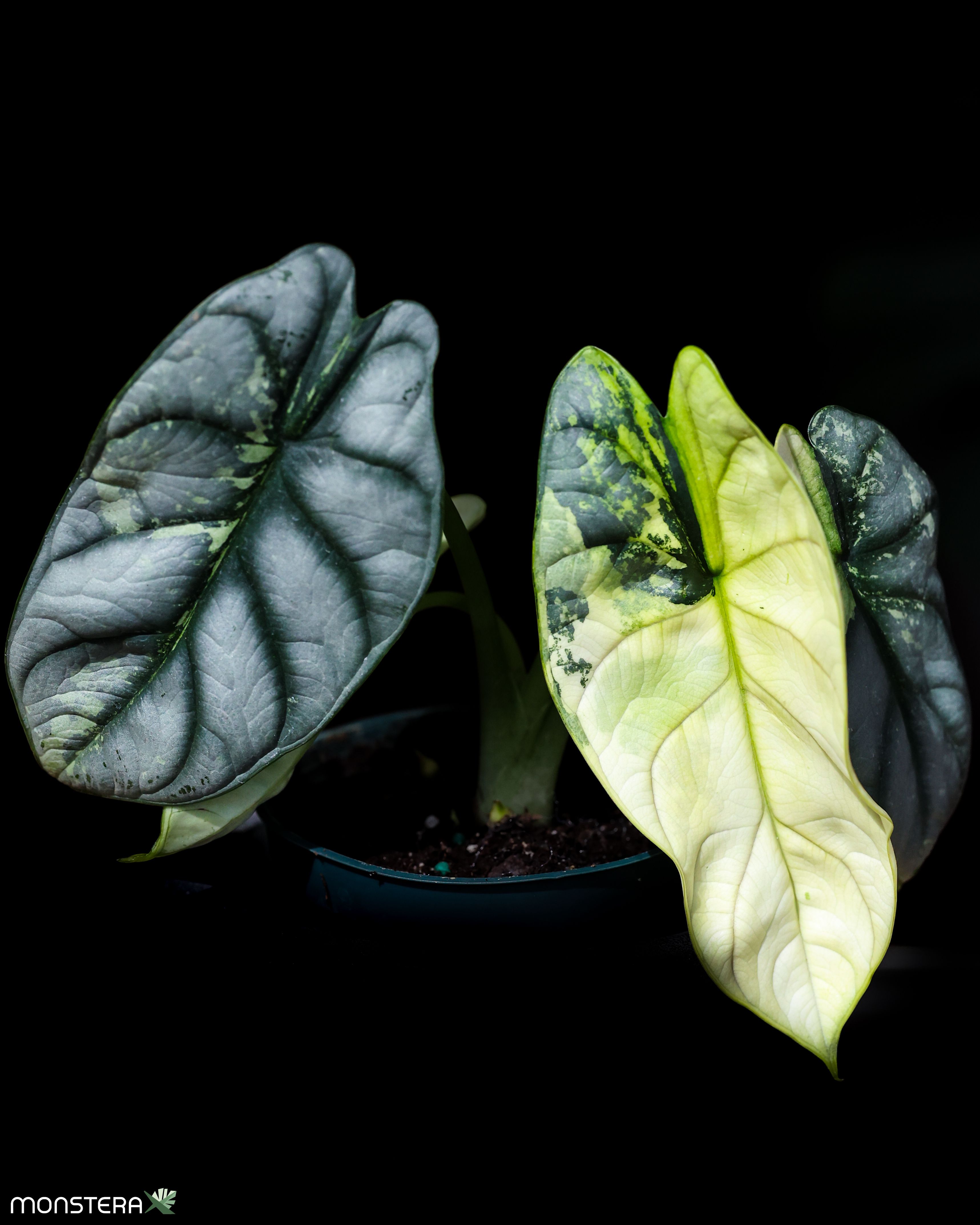 crassula sarmentosa variegata Crassula Sarmentosa Online main image 1
