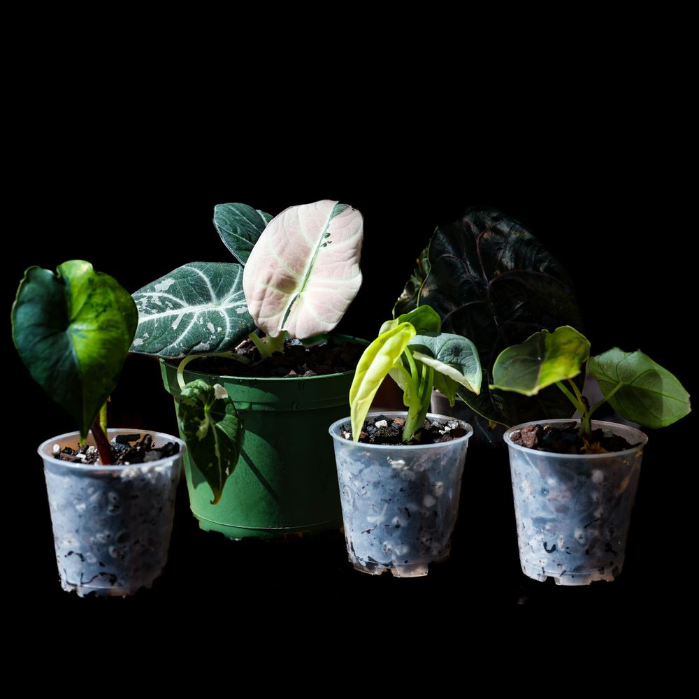 anzuchterde monstera MONSTERA DUBIA online kaufen bei potflourri main image 0