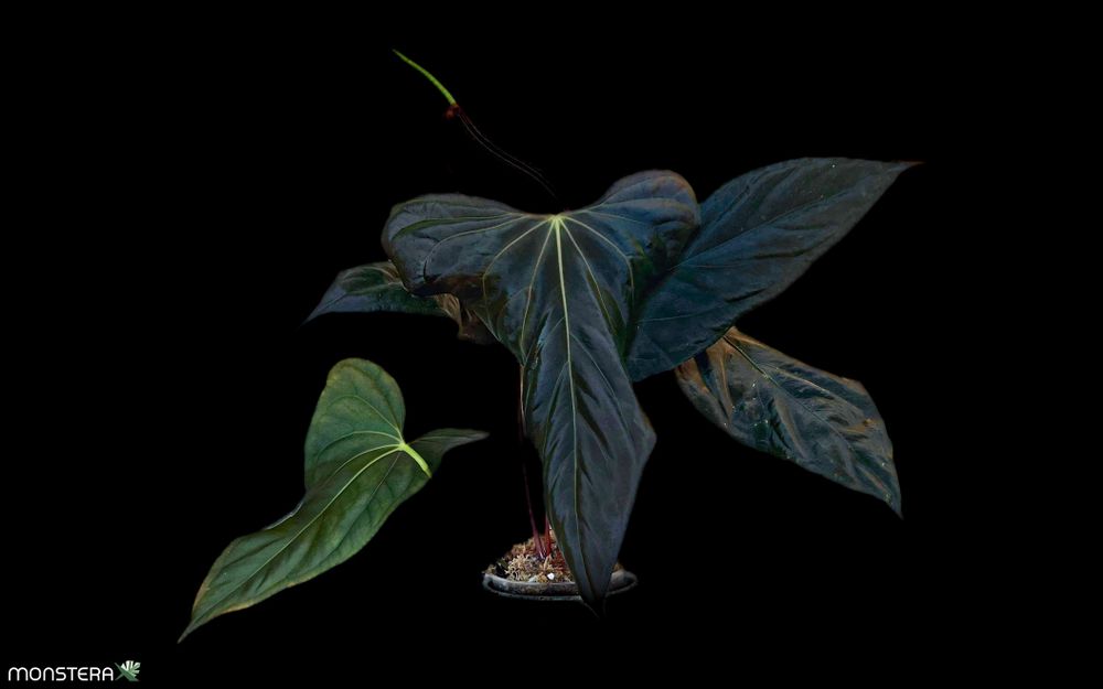 Anthurium AOS インドネシアタイプ Anthurium AOS インドネシアタイプ