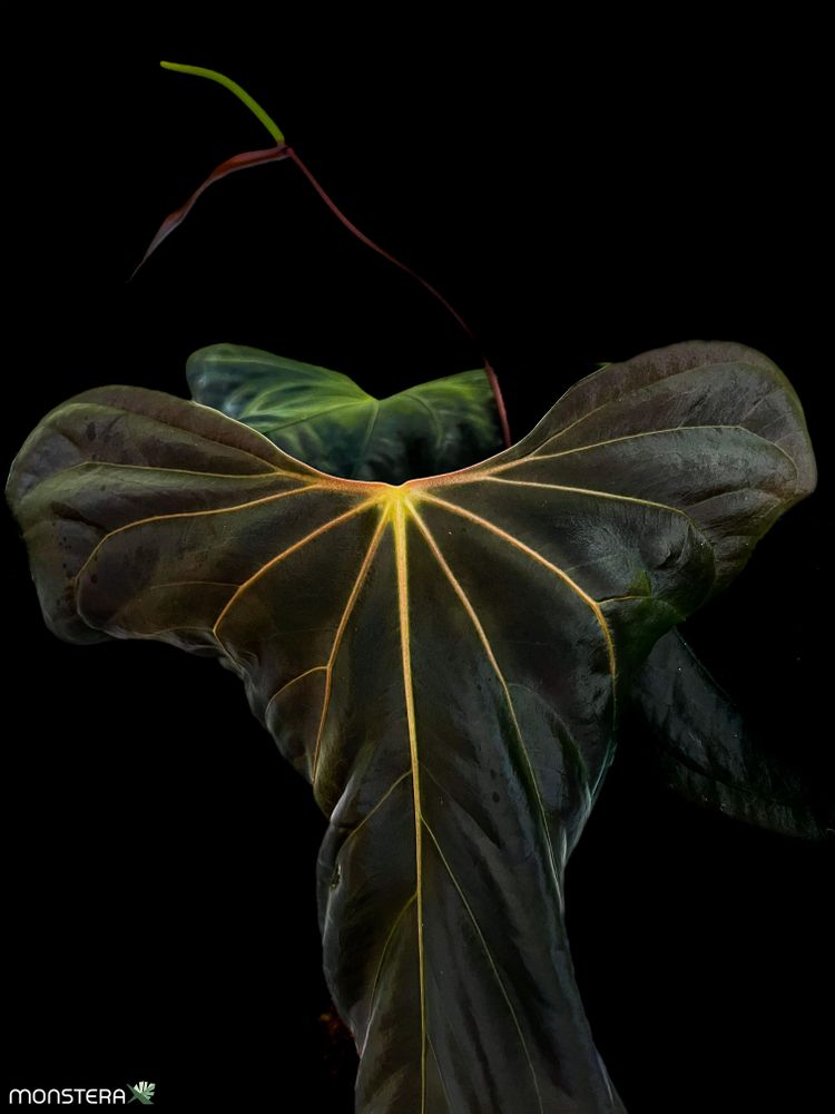 Introducing the Anthurium Holy Grail: sp. nov 
