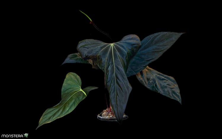 【週末セール】Anthurium \"Rom's black\" seedling② AnthuriumAOSDarkFormTezulaxMic
