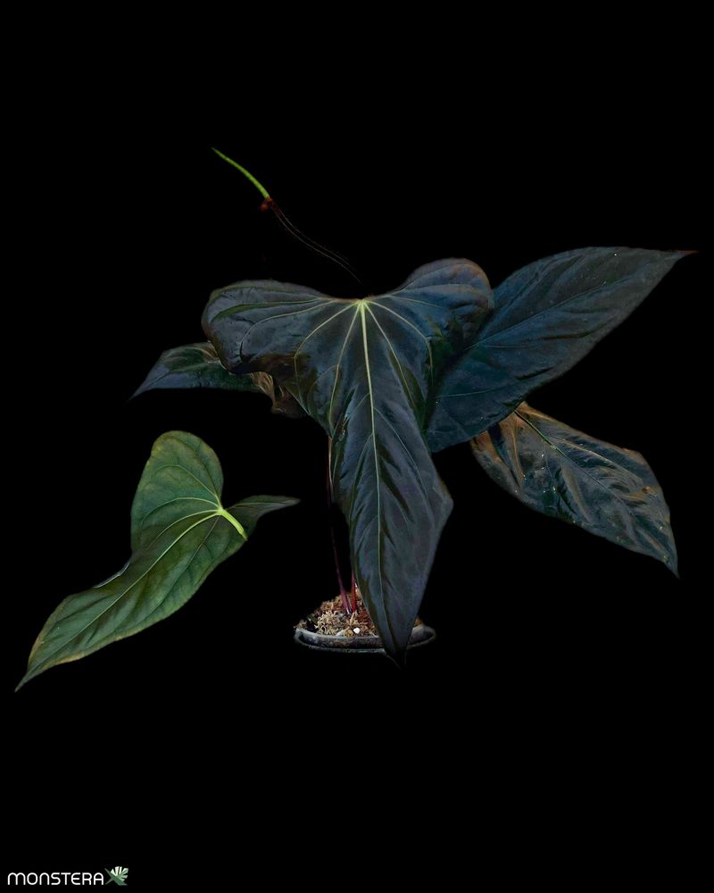 Introducing the Anthurium Holy Grail: sp. nov 