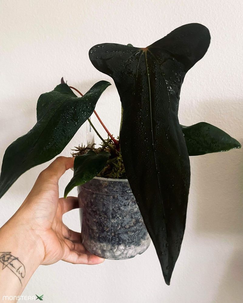 large_monsterax_plant_anthuriu