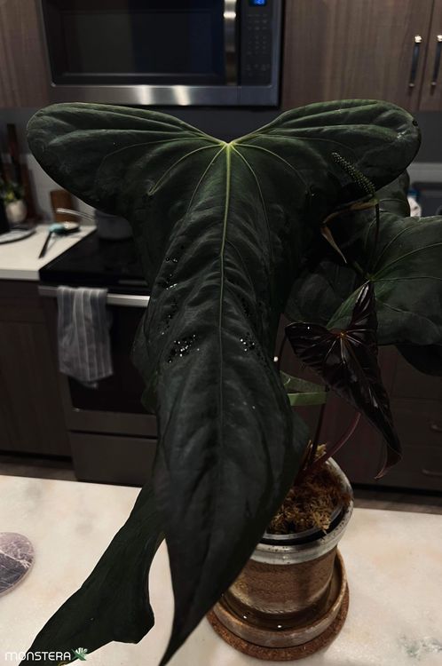 Introducing the Anthurium Holy Grail: sp. nov 