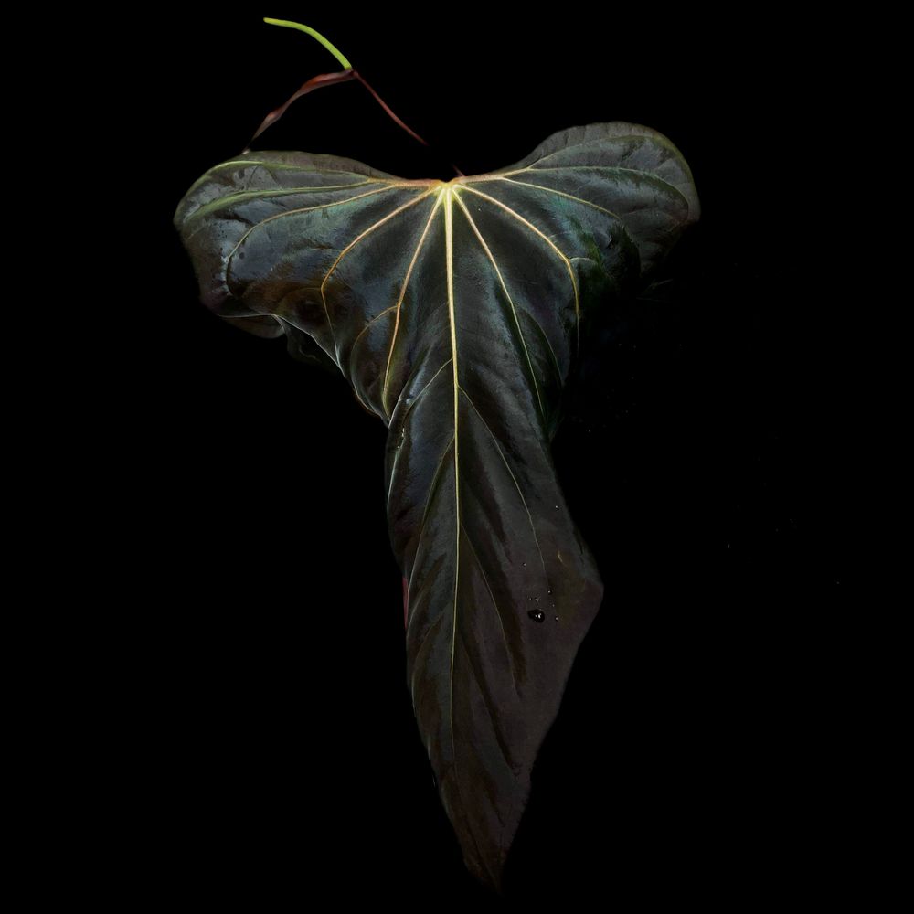 Introducing the Anthurium Holy Grail: sp. nov 