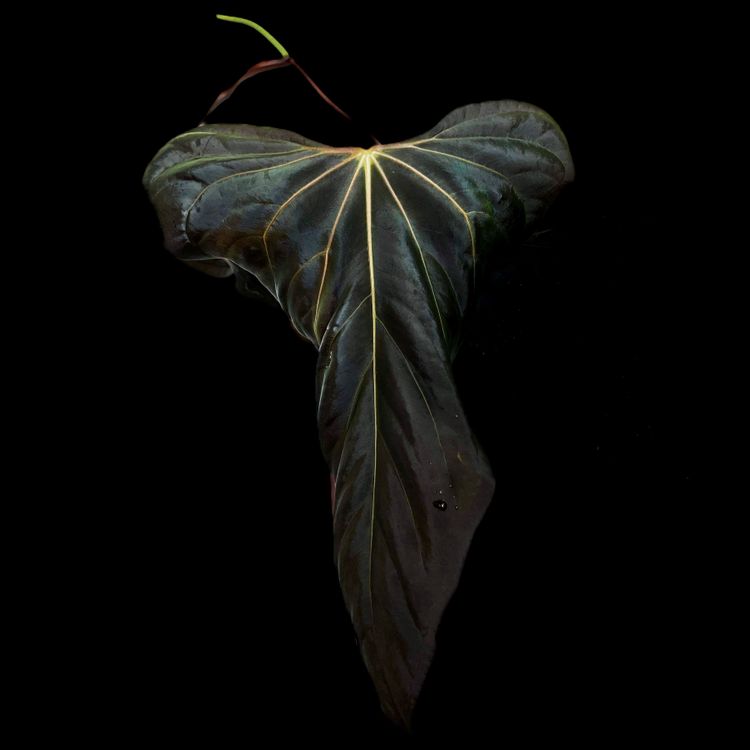 medium_monsterax_square_anthur