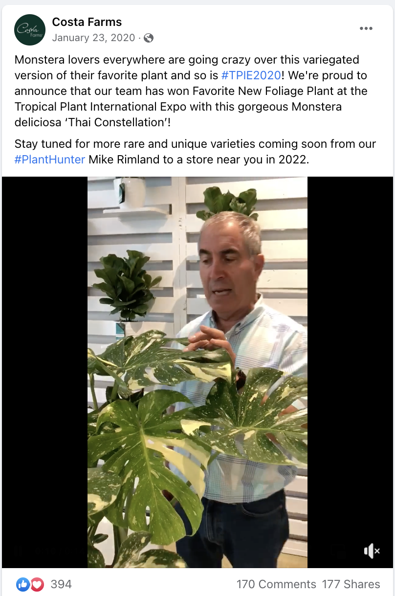 Costa Farms Thai Constellations Are Here! Sort Of | MonsteraX