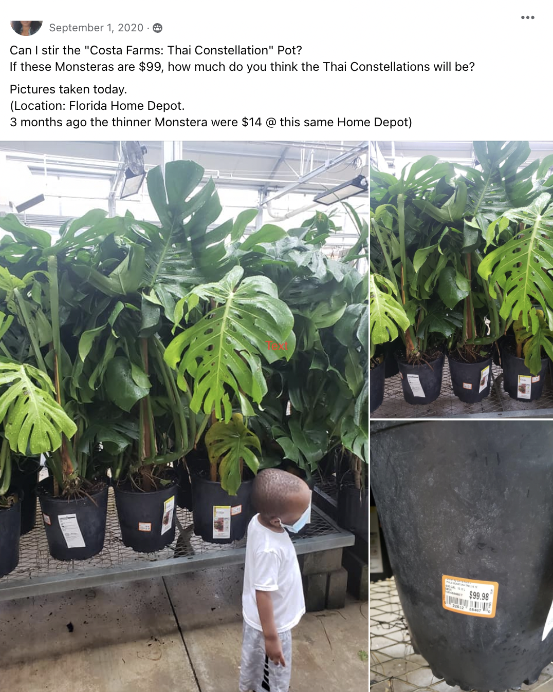 monstera siltepecana large Silver Queen Monstera (Monstera Siltepecana) Live Houseplant 4