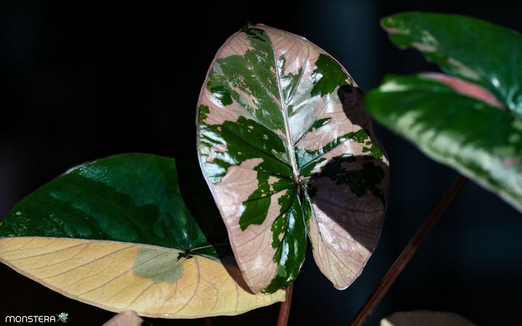 The Pink Unicorn: Alocasia Serendipity Variegata | MonsteraX