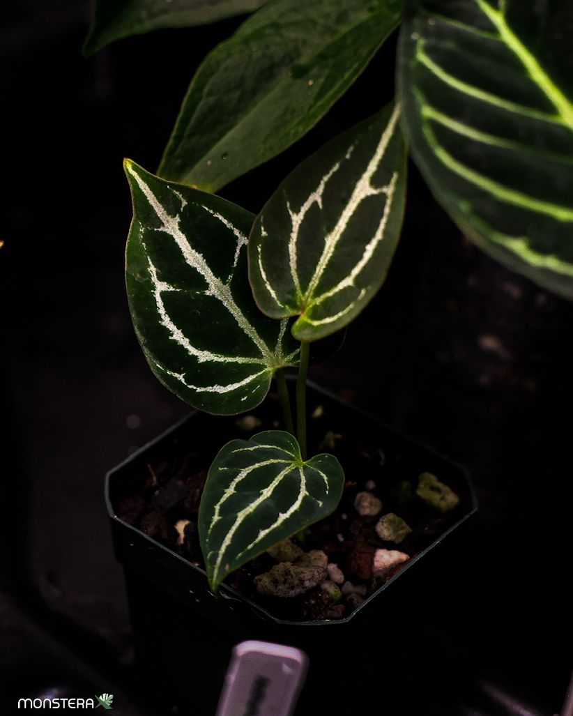 Anthurium crystallinum ex. Antioquia F1 Origins | MonsteraX