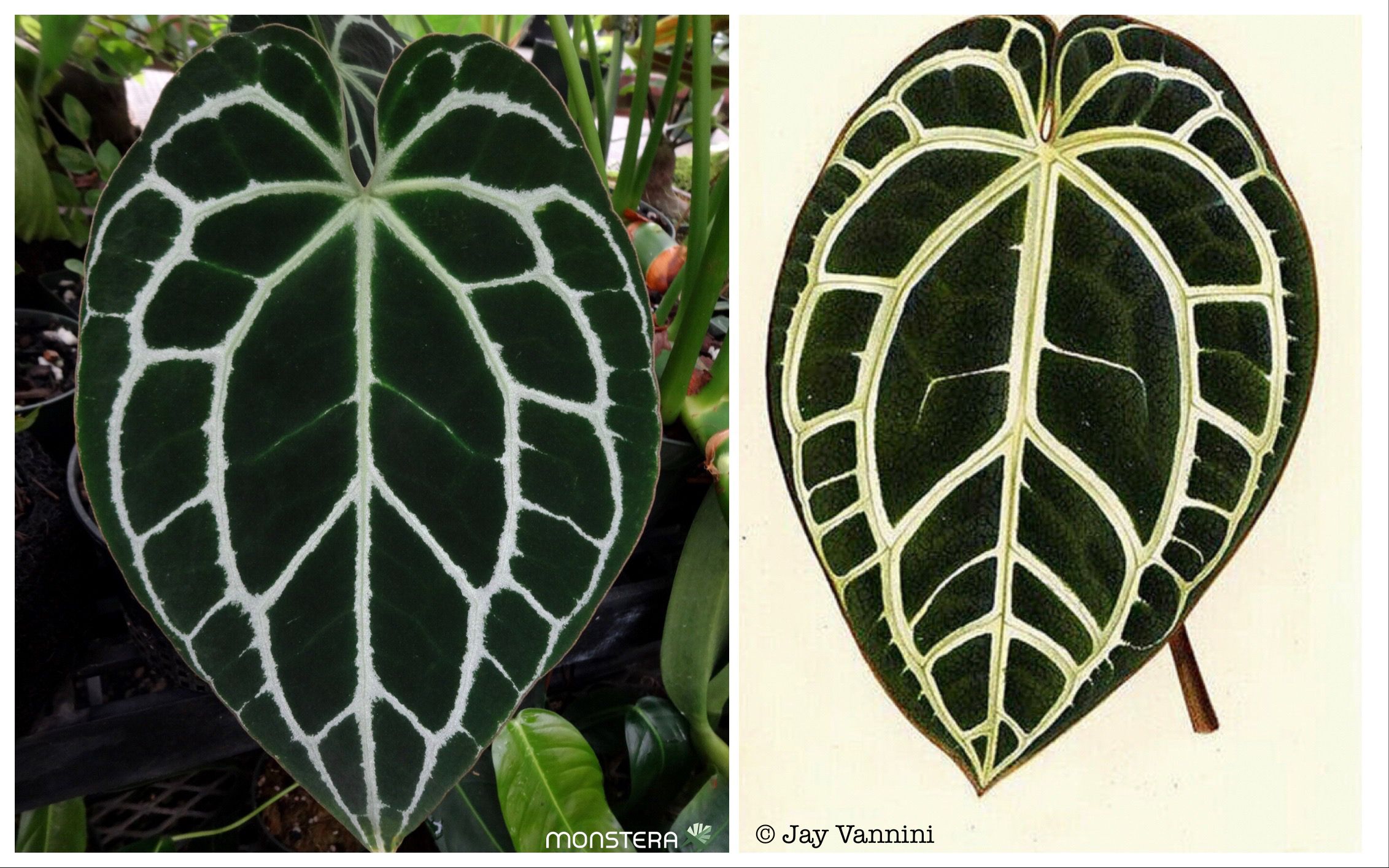 Anthurium crystallinum ex. Antioquia F1 Origins | MonsteraX