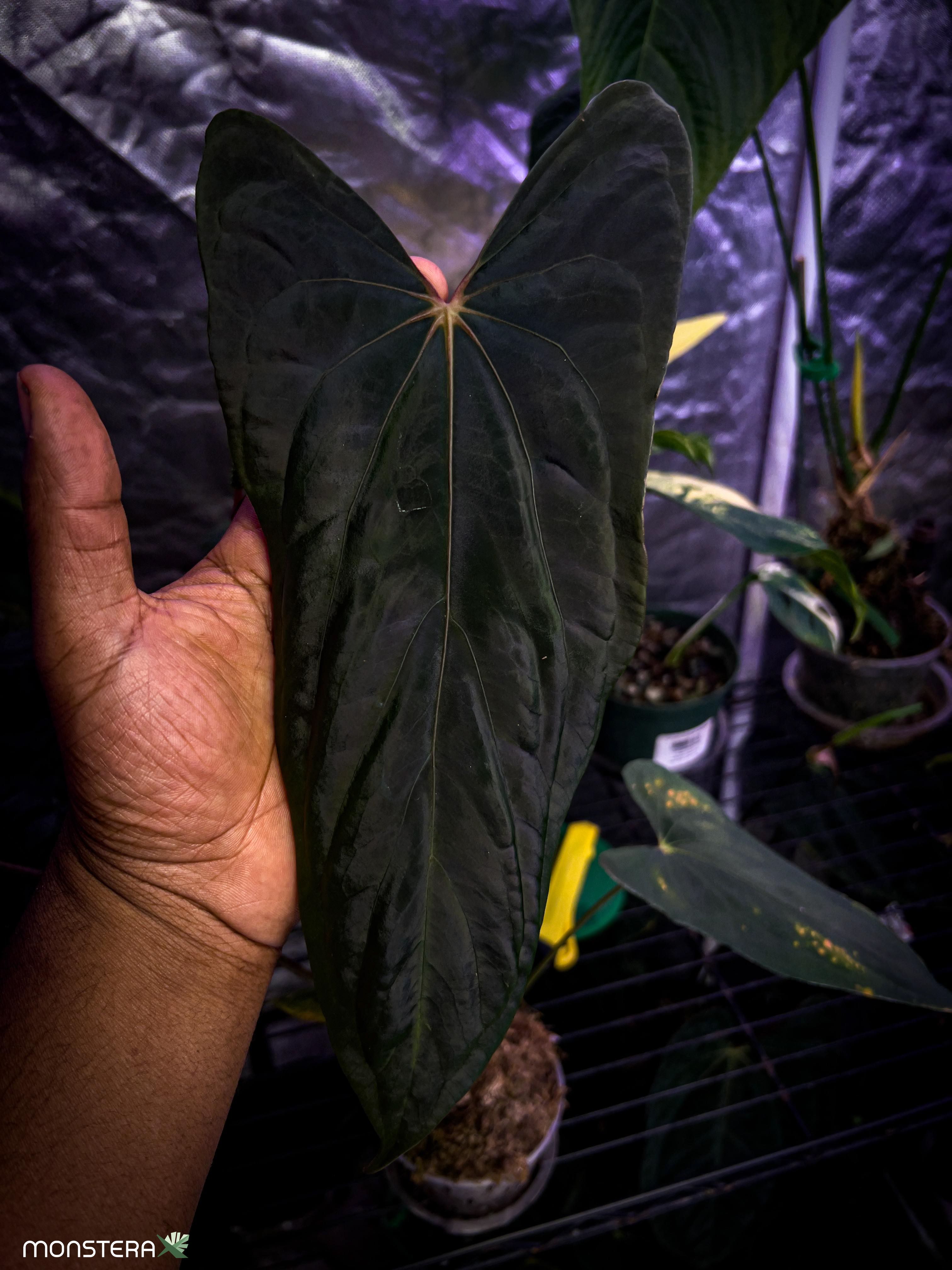 Introducing Anthurium papillilaminum and It's Varieties | MonsteraX